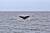 로스카보스는 고래 투어 명소이기도 하다. 고래는 1~3월 로스카보스 앞바다에서 새끼를 낳은 뒤 북상한다. 4월 하순인데도 운 좋게 고래를 목격했다.
