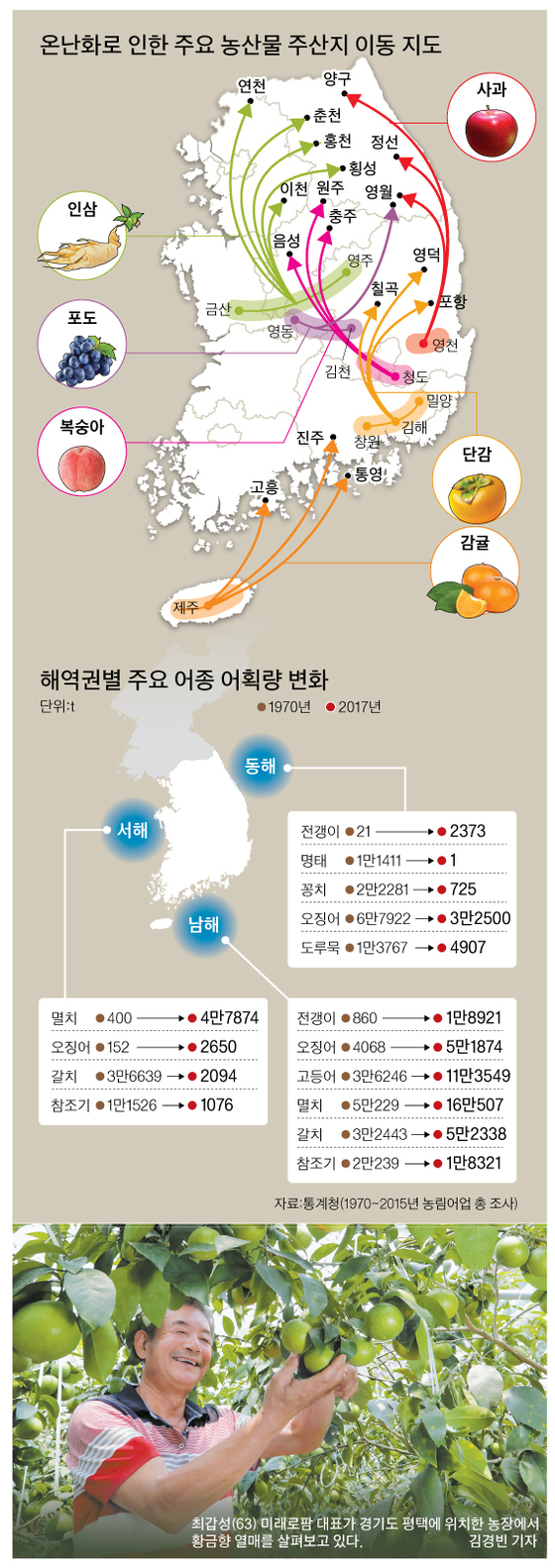 진격의 온난화 … 제주서 나던 황금향, 평택서 주렁주렁 | 중앙일보