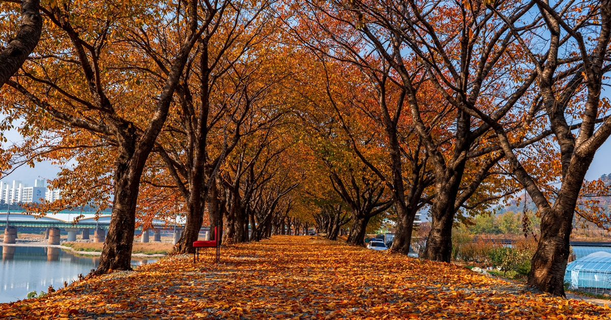 아이유도 머문 저수지, 450살 은행나무…밀양의 가을 인생샷 | 중앙일보