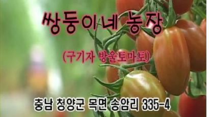 [2011 건강한밥상-구기자토마토] 웰빙토마토는 쌍둥이네 방울토마토 농장에서 