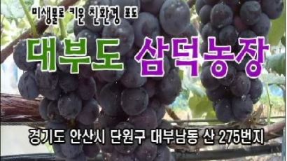 [2011 안전한밥상] 수도권에서 포도 맛이 좋기로 소문난 곳 대부도포도 "삼덕농장"