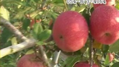 [2011 안전한밥상-껍질째 먹는 사과]자연이 만든사과 청송 우가네 사과농장