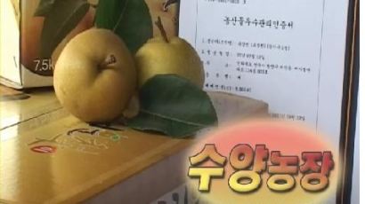 [2011 건강한밥상-배과수원]2대를 이어온 달콤한보물 배! 수양농장