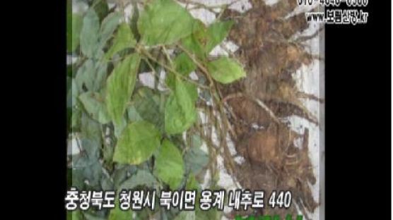 [2011 생생현장인터뷰-희귀약초] 보림산방 지허스님과 "희귀약초"