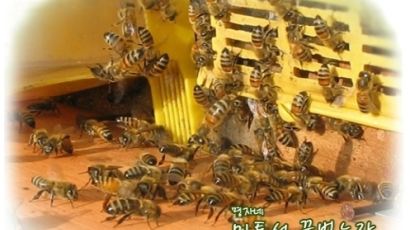 [명자네민통선] 민통선에 가면 청정지역 꿀벌농장 명자네꿀벌농장 이 있다!