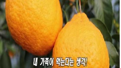 [2012 건강한밥상] 친환경 옐로우푸드 하나봉외 (고추,양파)재배-이레농장
