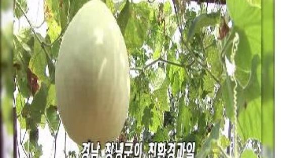 [2012 건강한밥상]정성으로 복숭아 등 무농약 과일 생산-서암농원