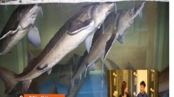 [영상뉴스] 2013 맛있는 밥상 - 철갑상어 전문 “거해횟집”