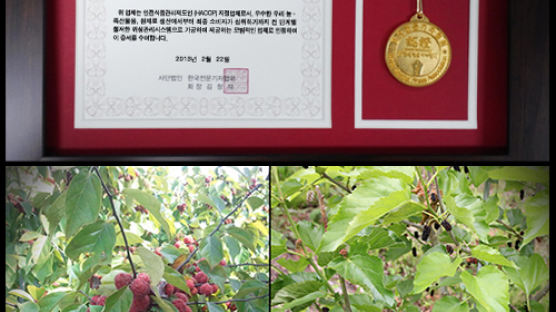[2013 안전한 식탁] 청정 환경에서 재배한 천혜의 무농약 나무, 마천농협의 ‘꾸지뽕’