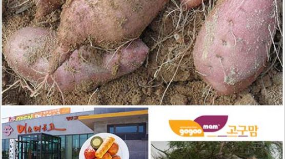 [2013 안전한 식탁] 비옥한 토양에서 친환경 농법으로 자란 웰빙식품, 영주 고구마 