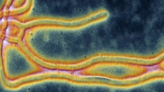 에볼라 바이러스 사망자 1900명 넘었다