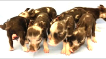'인간화 돼지' 연구해 표적치료제 개발한다
