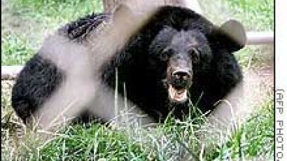 중국 곰들, '쓸개즙 공포' 탈출구 찾는다
