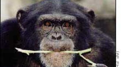 침팬지 전염병, 에이즈 해결 실마리