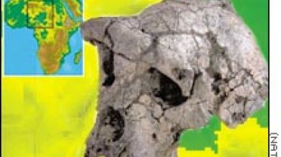 고대 두개골, 인류 아닌 유인원의 것인가?