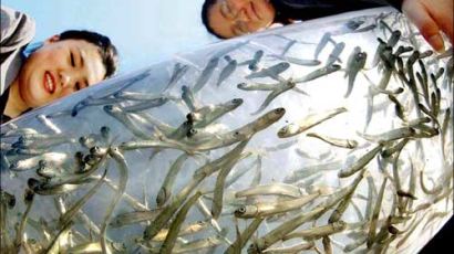 [사진으로 본 세상] 태평양으로 향하는 연어들