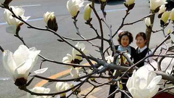 [사진] 봄소식 전하는 목련