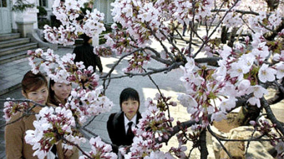 [사진] 진해 벚꽃 만개