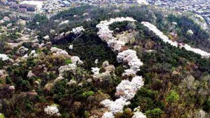 [사진] 남산 벚꽃길