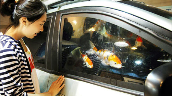 [사진으로 본 세상] "車안에 물고기가 사네"