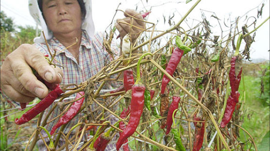 [사진] 잦은 비… 타는 農心