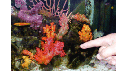 [사진] 인공증식된 서귀포 해저 '연산호'
