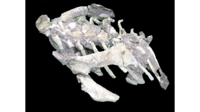 [사진] 보성서 발견된 공룡화석