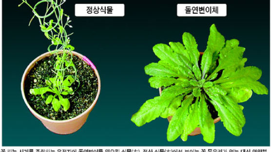 '꽃 피우는 유전자' 한국인이 찾아