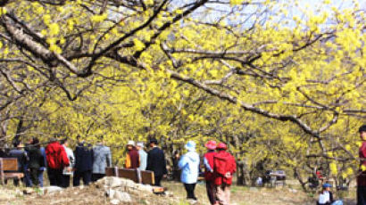 봄나들이 재촉하는 '노란 유혹'…산수유 축제에 오세요