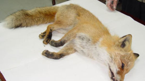 여우는 살아있었다… 78년 이래 처음 사체 발견