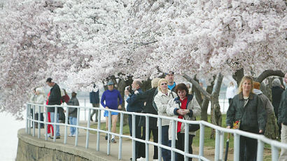 [사진] 워싱턴도 '벚꽃대궐'
