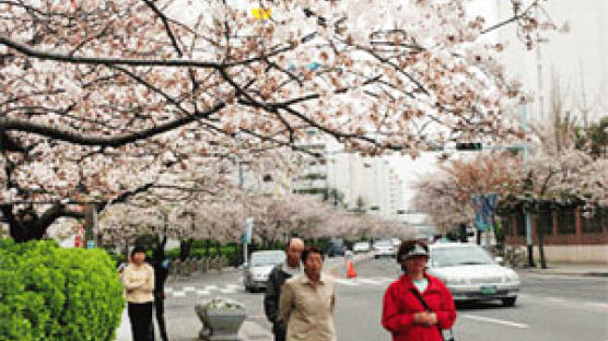 주말 연휴 벚꽃축제 '활짝'