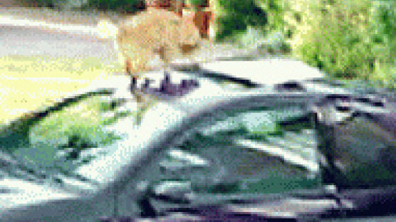 고양이 목 자른 車?…포드 엽기광고 수난