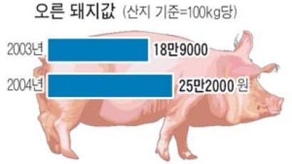 돼지 값 사상최고 25만원대