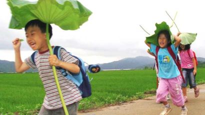 [사진] 소낙비 심술에 연잎 우산