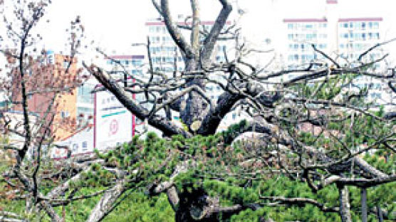 450살 전주 '곰솔' 나무 죽어도 천연기념물 된다