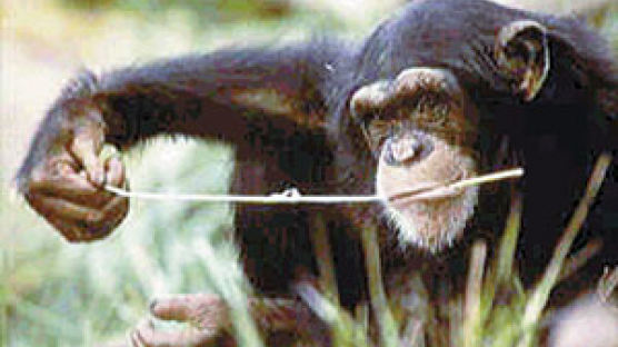 찰칵! 도구 이용 먹이 잡는 침팬지