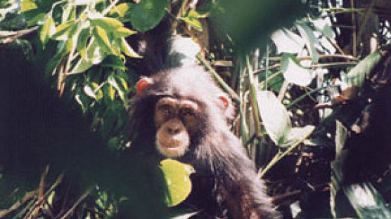 "아프리카 침팬지 40만년 전에 분화"