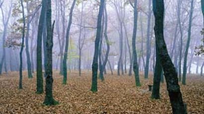 [Leisure] 낙엽, 가을이 내려앉다 땅 위에 살포시