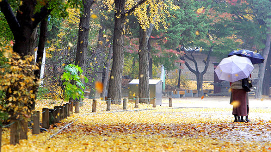 [사진] 낙엽도 비처럼