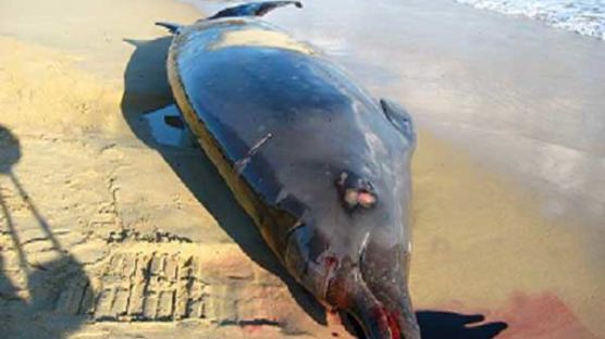 [사진] 해안 경계병, 죽은 고래 발견하고 500만원 받아
