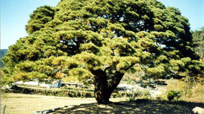 [사진] 273살 '얼짱' 소나무