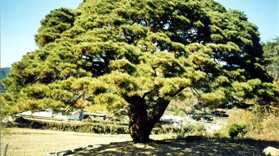 [사진] 273살 '얼짱' 소나무