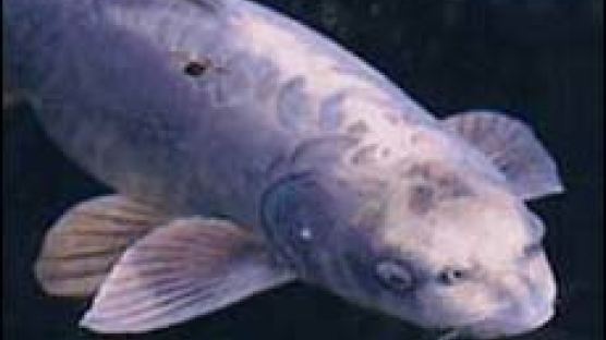 사람 얼굴한 엽기 물고기…잉어·향어 교배 잡종