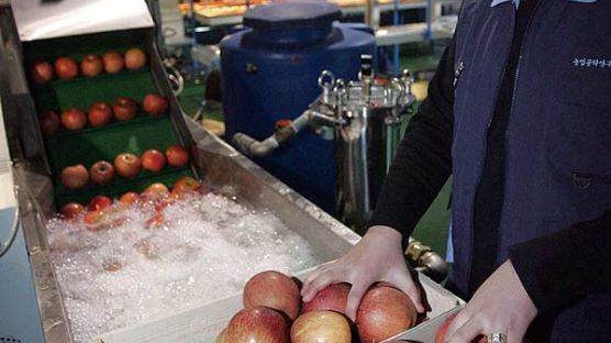 [사진] 사과 껍질째 먹을 수 있는 세척·선별시스템