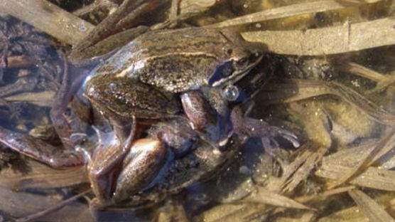 [사진] 경칩맞아 알낳는 개구리