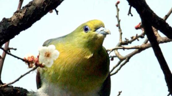 [사진] "어, 비둘기가 녹색이네"
