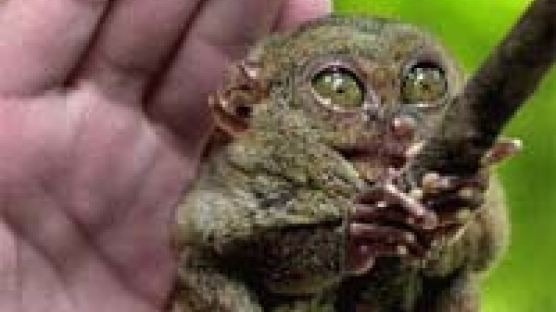세계서 가장 작은 영장류 '안경 원숭이'