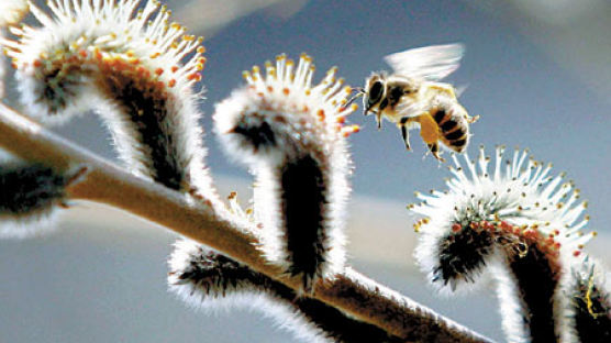[찰칵~환경 사랑] 꿀벌의 날갯짓이 분주한 봄