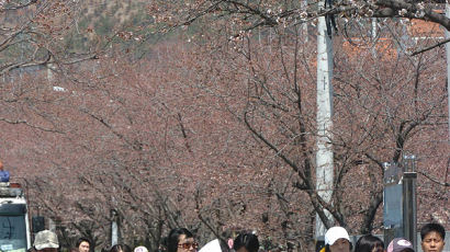 [사진] 진해 군항제 '벚꽃잔치'